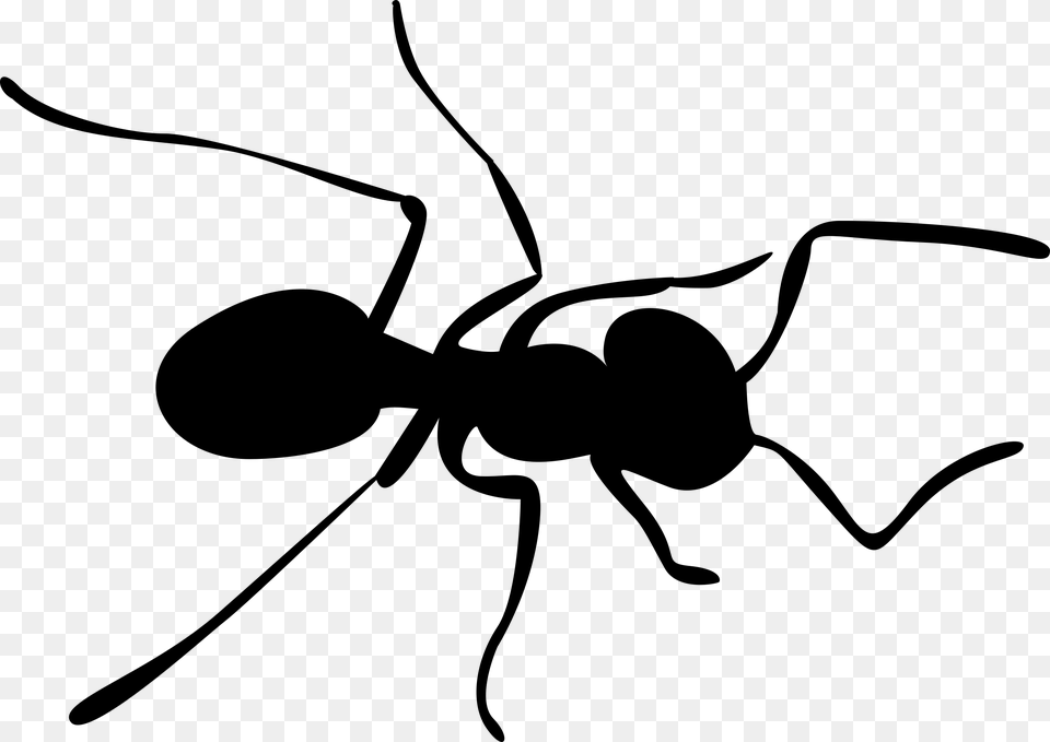 Ant, Gray Png