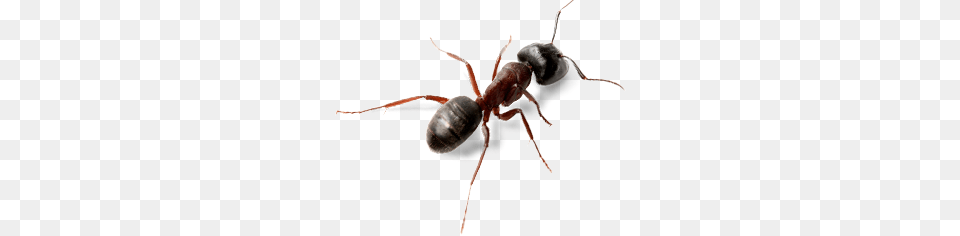 Ant, Animal, Insect, Invertebrate Png