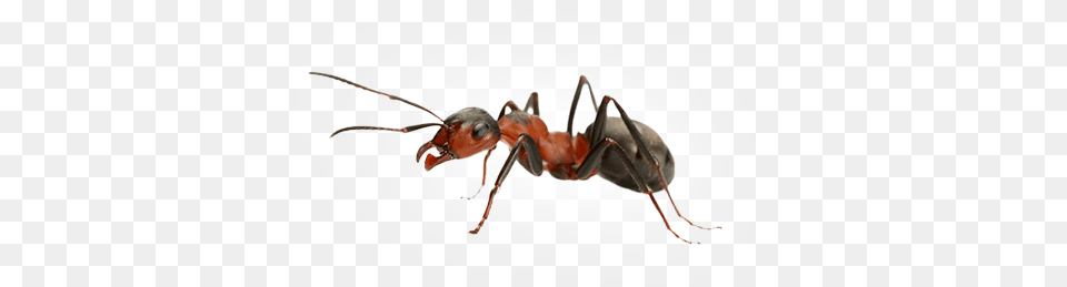 Ant, Animal, Insect, Invertebrate, Food Png