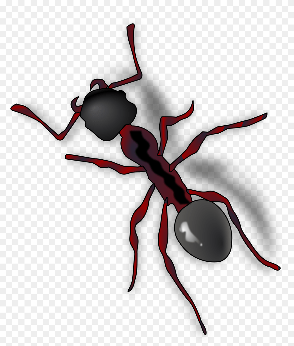 Ant, Animal, Insect, Invertebrate Free Png Download