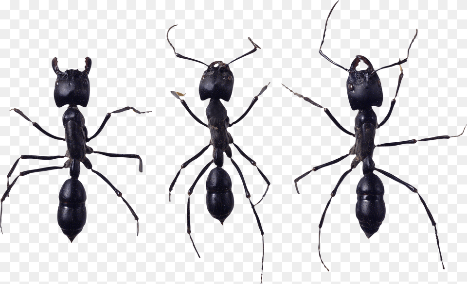 Ant, Animal, Insect, Invertebrate Free Transparent Png