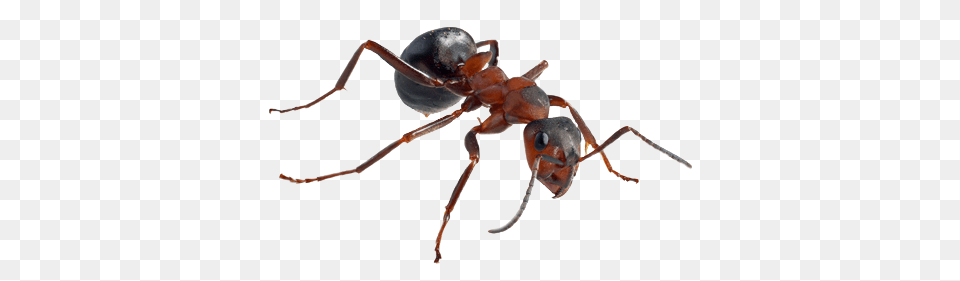 Ant, Animal, Insect, Invertebrate Free Png