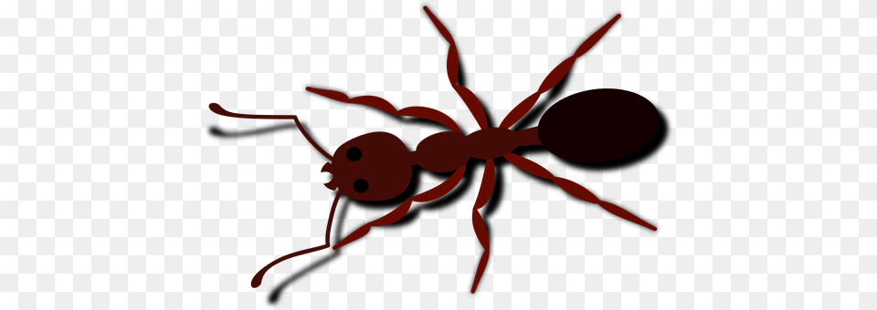 Ant Animal, Insect, Invertebrate, Spider Free Png