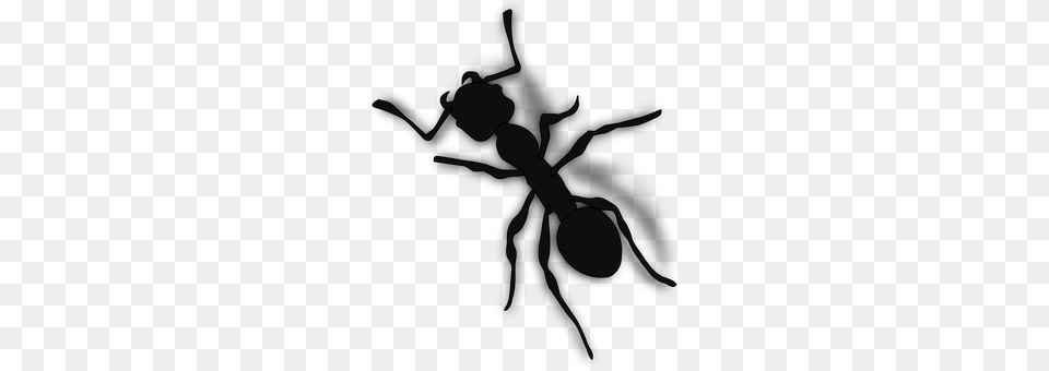 Ant Cross, Symbol, Animal, Insect Free Png Download