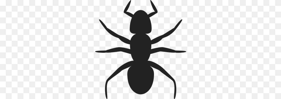 Ant Animal, Person, Insect, Invertebrate Png