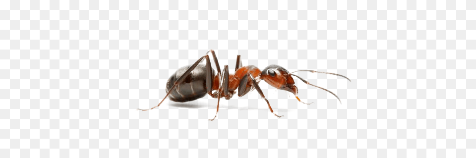 Ant, Animal, Insect, Invertebrate, Food Free Png