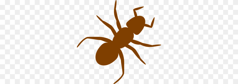 Ant Animal, Insect, Invertebrate, Bow Free Transparent Png