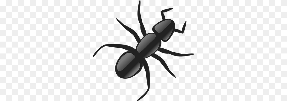 Ant Animal Free Transparent Png