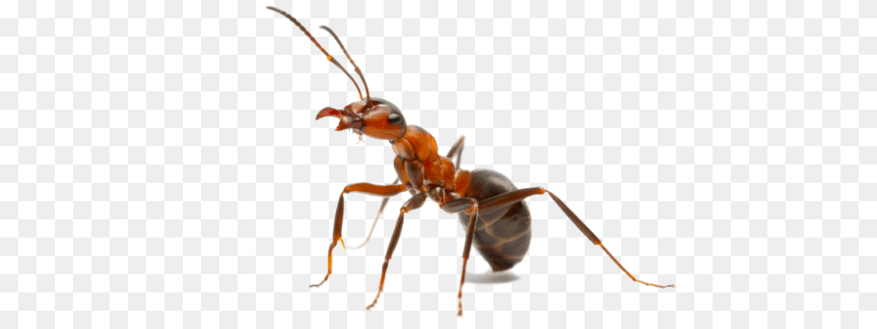 Ant, Animal, Insect, Invertebrate Png Image