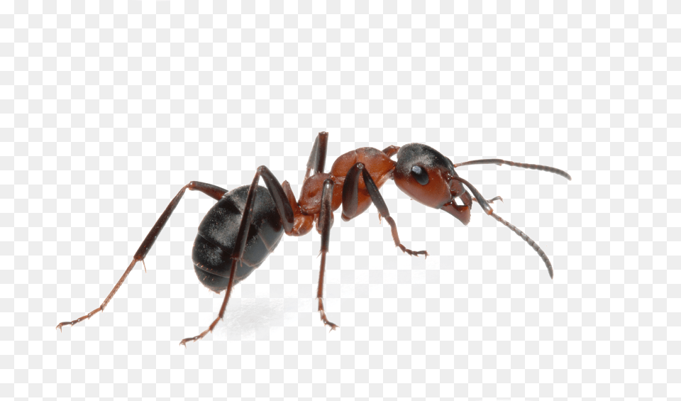 Ant, Animal, Insect, Invertebrate Free Transparent Png