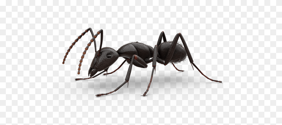 Ant, Animal, Insect, Invertebrate Free Png Download