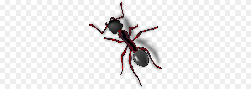 Ant Animal, Insect, Invertebrate Free Png