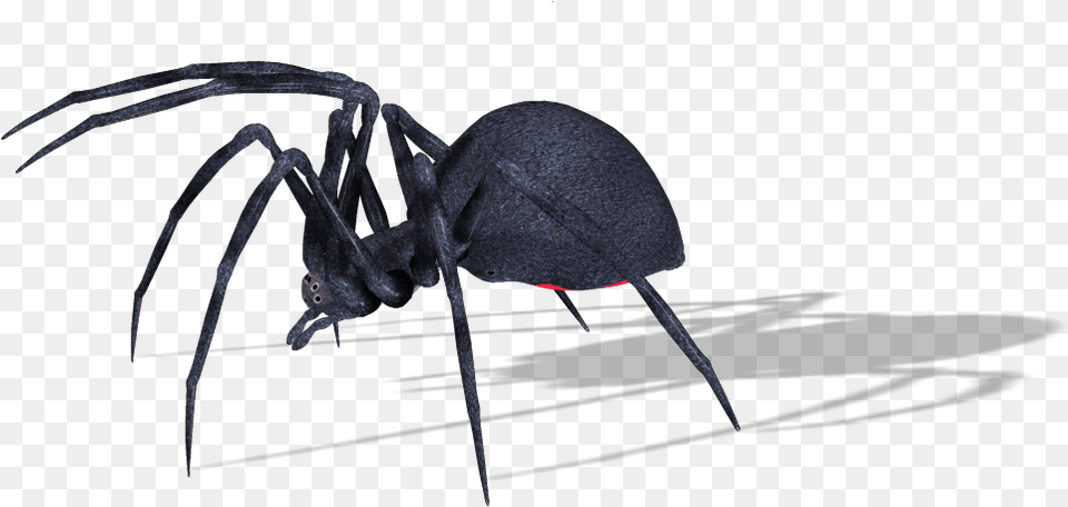 Ant, Animal, Invertebrate, Spider, Insect Free Png