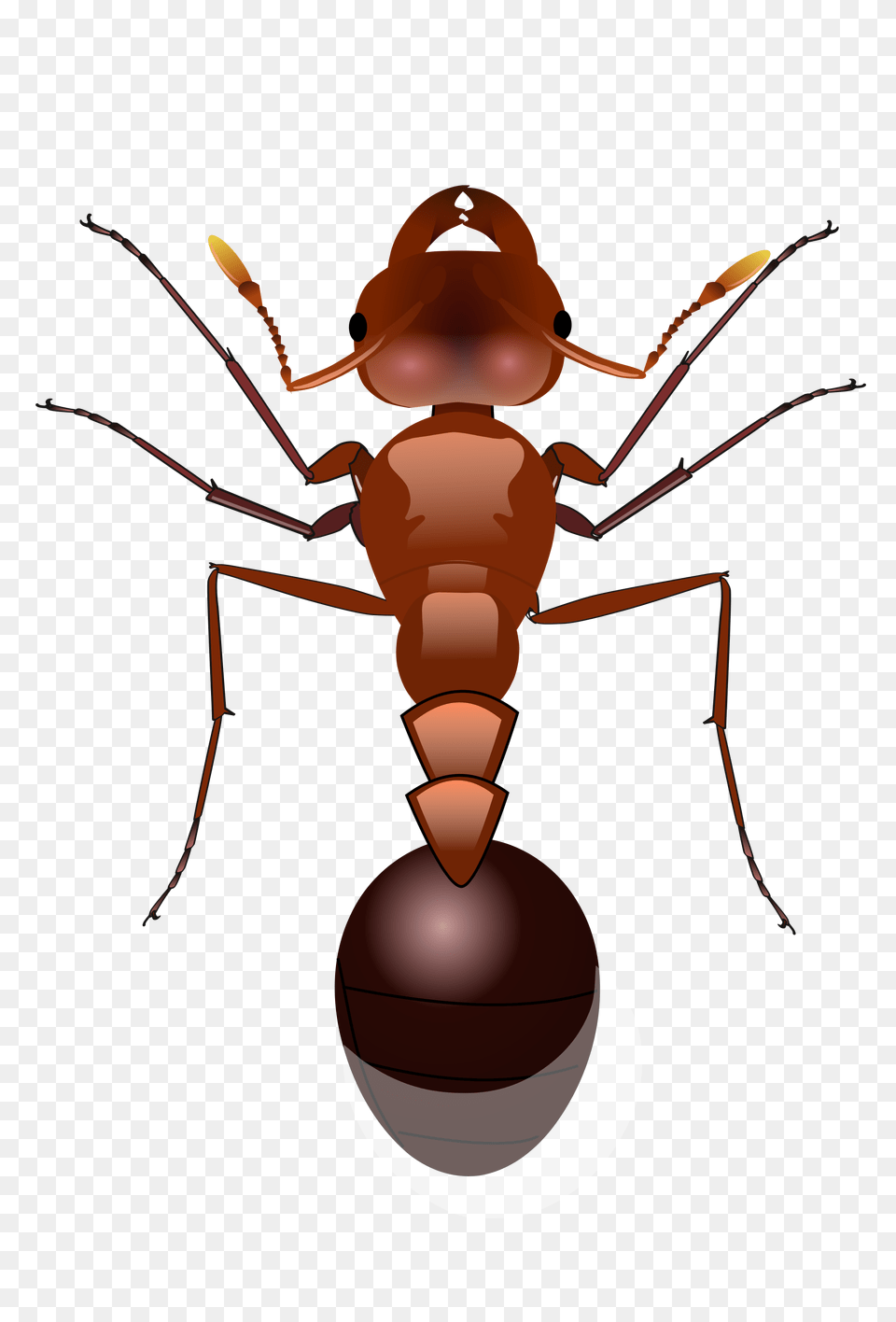 Ant, Animal, Insect, Invertebrate Png Image