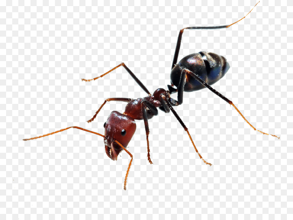 Ant, Animal, Insect, Invertebrate Free Transparent Png