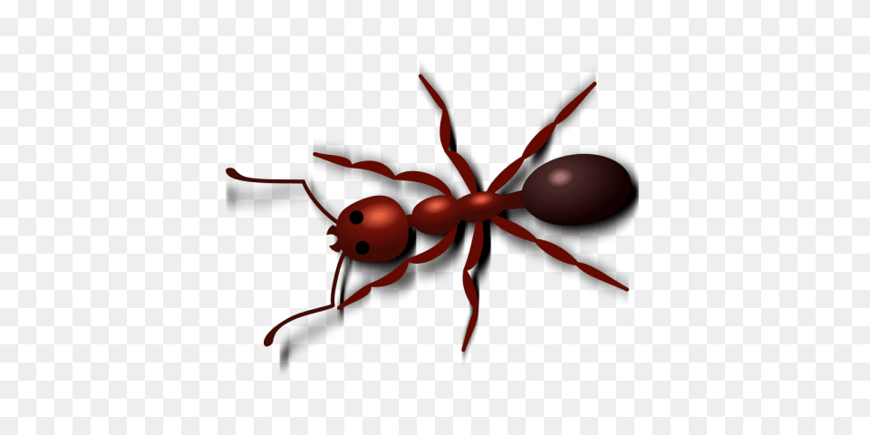 Ant, Animal, Insect, Invertebrate, Spider Png