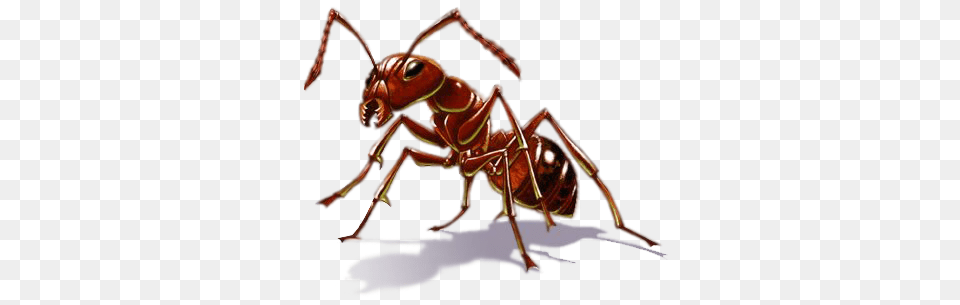 Ant, Animal, Insect, Invertebrate, Food Free Png Download