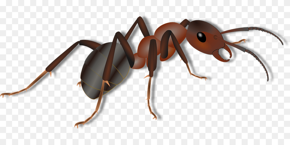 Ant, Animal, Insect, Invertebrate Free Png Download