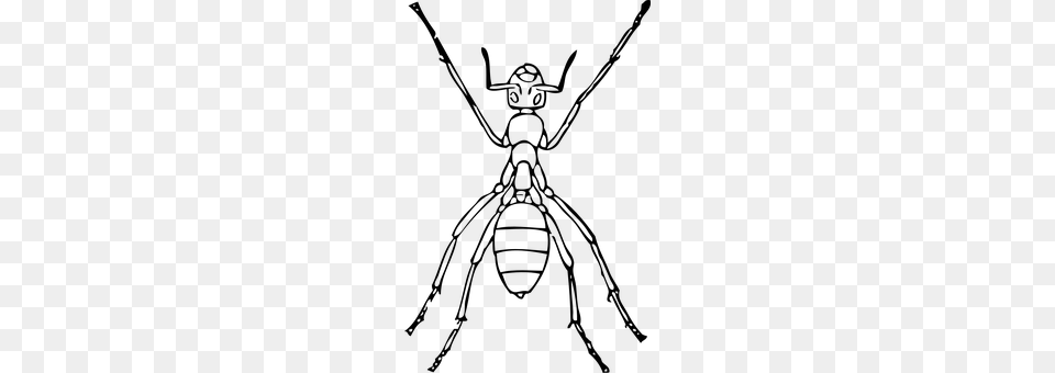 Ant Gray Free Transparent Png