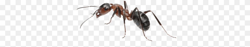 Ant, Animal, Insect, Invertebrate Free Png