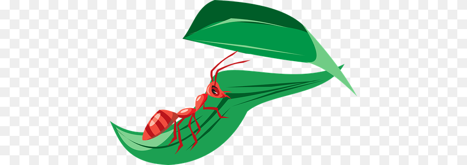 Ant Animal, Insect, Invertebrate Png