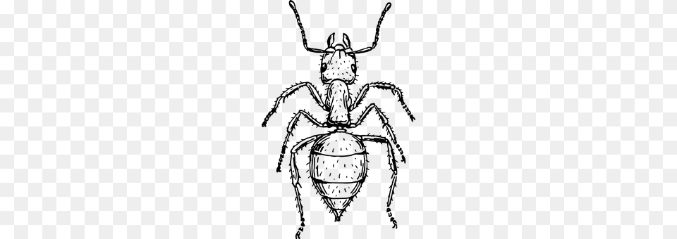 Ant Gray Free Transparent Png