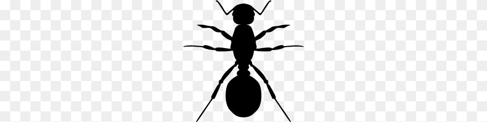 Ant, Gray Free Png