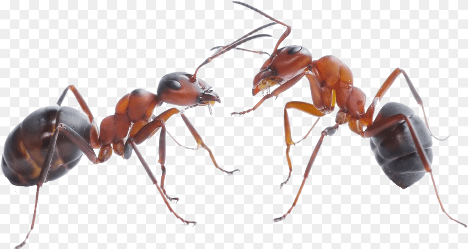 Ant 6 Image Ant, Animal, Insect, Invertebrate Free Png