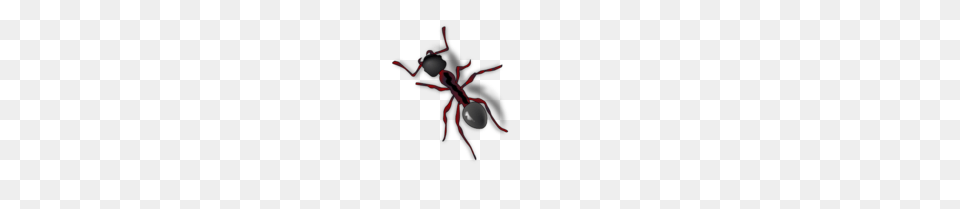 Ant, Cross, Symbol, Animal, Invertebrate Png Image