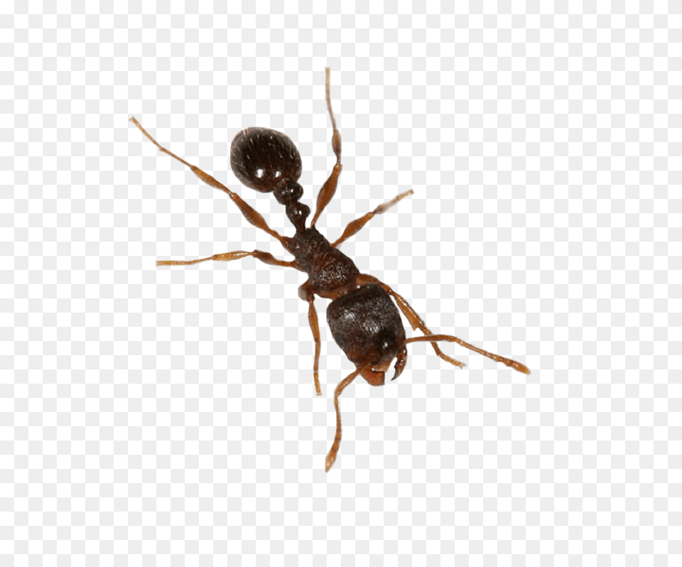 Ant, Animal, Insect, Invertebrate Png