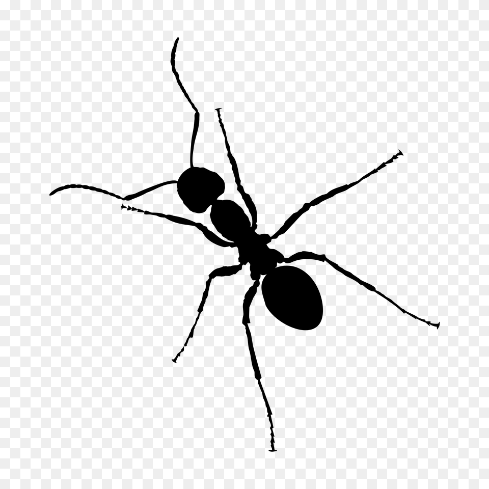 Ant, Gray Free Transparent Png