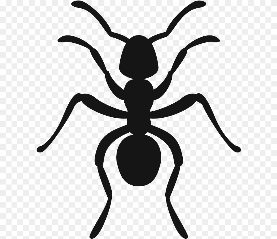 Ant, Animal, Insect, Invertebrate, Bow Png