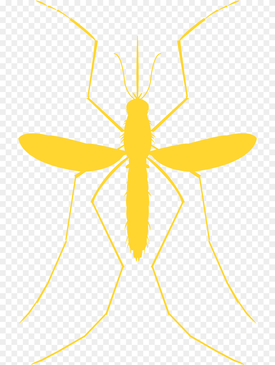 Ant, Animal, Invertebrate, Spider, Insect Png