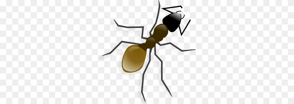 Ant 9437, Animal, Insect, Invertebrate Free Transparent Png