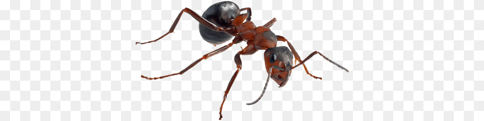 Ant Ant High Res, Animal, Insect, Invertebrate Free Png