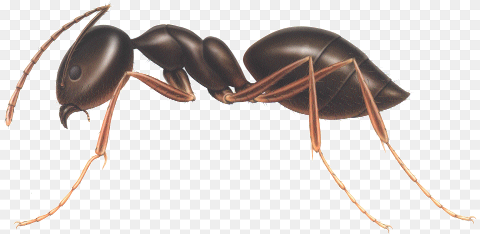 Ant Ant Transparent Gifs, Animal, Insect, Invertebrate Free Png Download