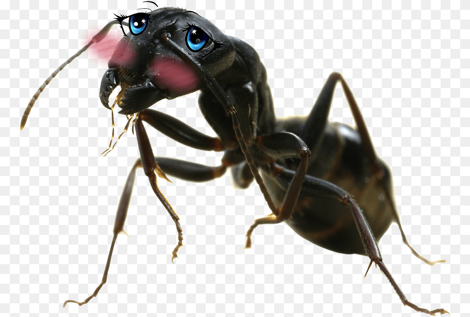 Ant Big Ant Insect, Animal, Invertebrate Png