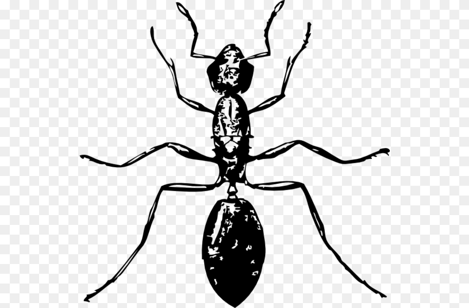 Ant Black And White, Gray Png