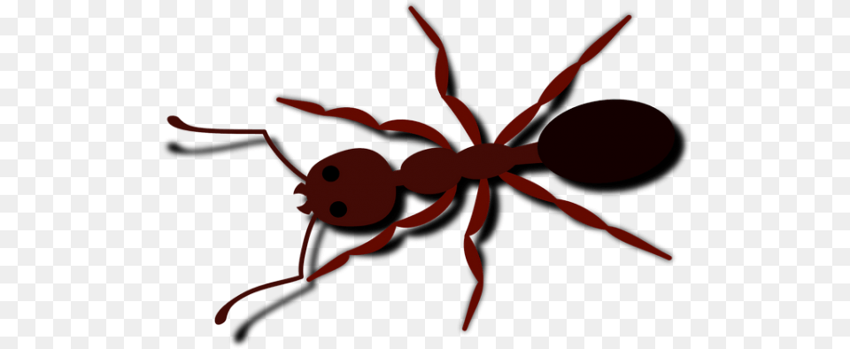 Ant Bug Insect Brown Animal Transparent Images U2013 Ant Clip Art, Invertebrate, Spider Png