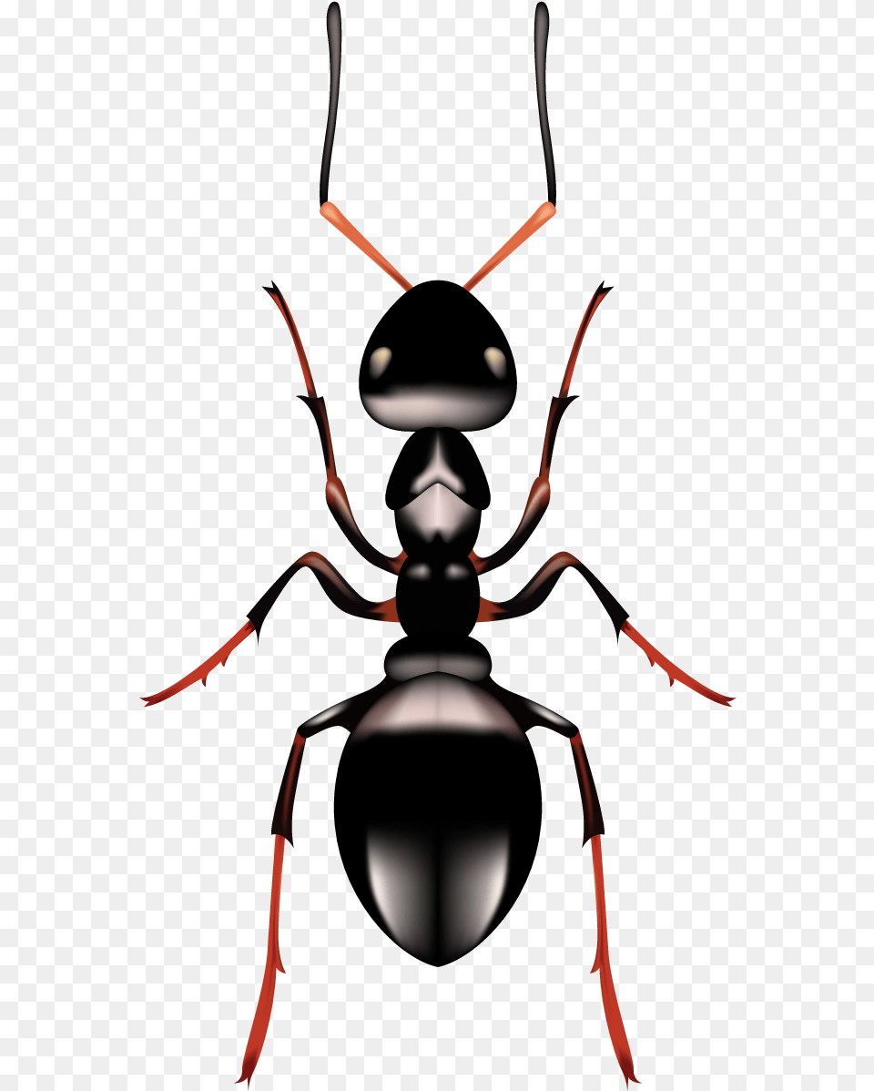 Ant Carpenter Ant, Animal, Insect, Invertebrate, Astronomy Free Png