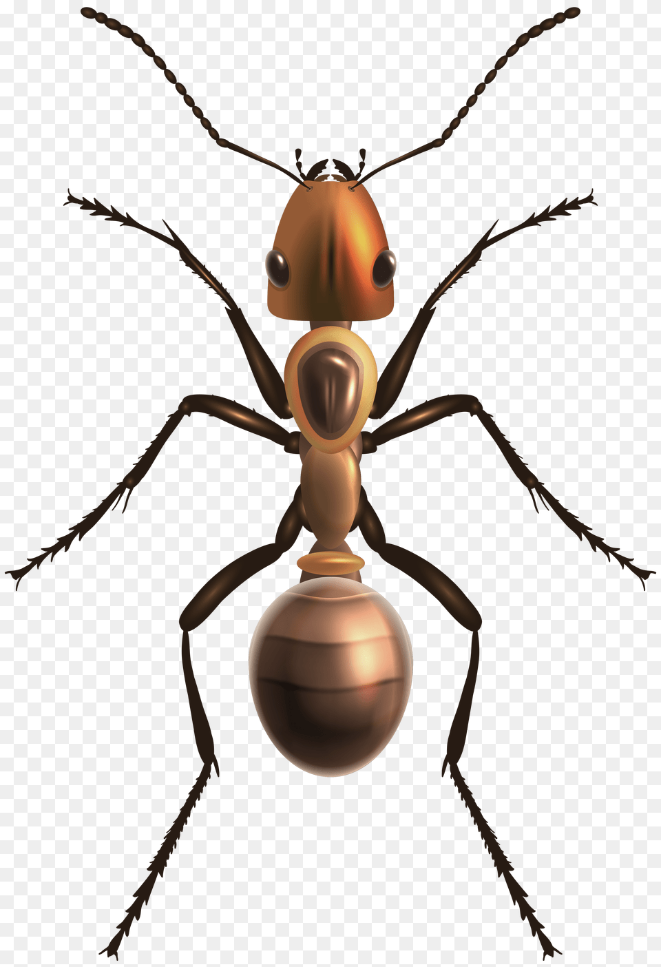 Ant Clip Art, Animal, Insect, Invertebrate, Appliance Png