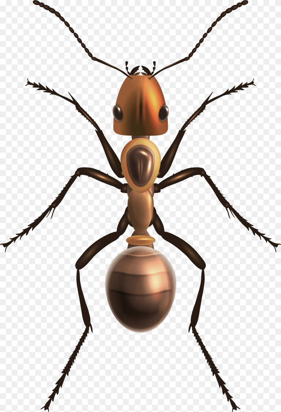 Ant Clip Art Ant, Animal, Insect, Invertebrate, Appliance Free Png