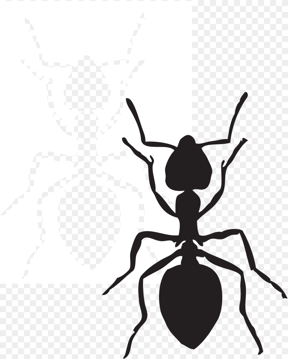Ant Clip Art Stock Black And White Huge Freebie Download, Animal, Insect, Invertebrate, Spider Free Png
