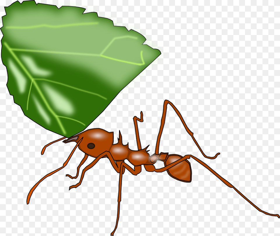 Ant Clip Art Leaf Cutter Ant Clip Art, Animal, Insect, Invertebrate Free Png Download