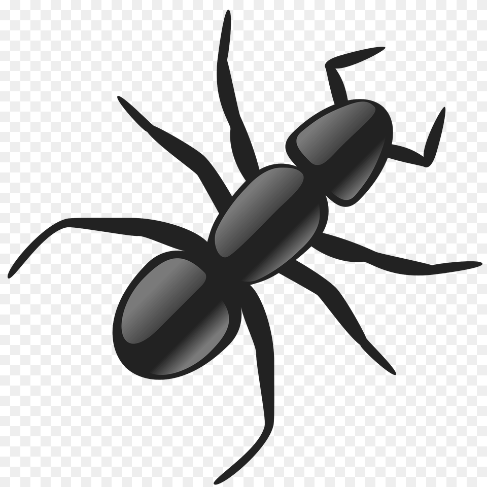 Ant Clipart, Animal, Insect, Invertebrate Png Image