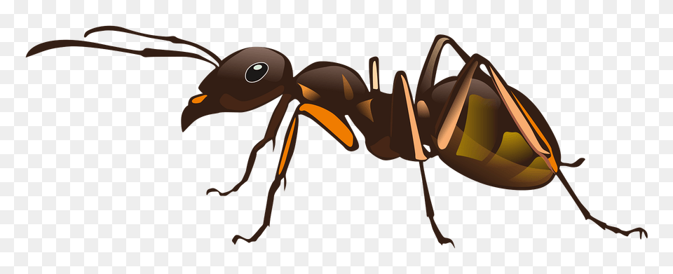 Ant Clipart, Animal, Insect, Invertebrate Free Png