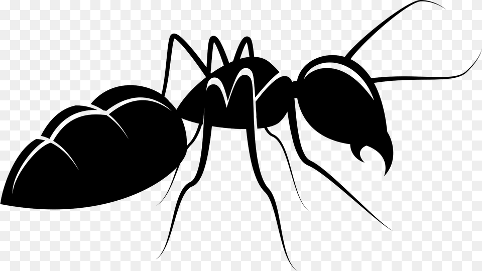 Ant Clipart, Animal, Insect, Invertebrate Free Png Download
