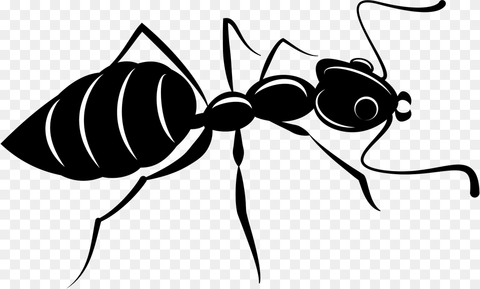 Ant Clipart, Animal, Insect, Invertebrate, Spider Png