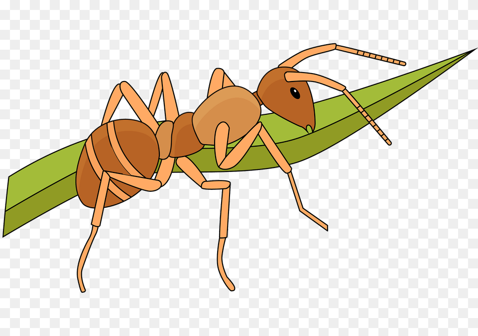 Ant Clipart, Animal, Insect, Invertebrate, Bow Free Transparent Png