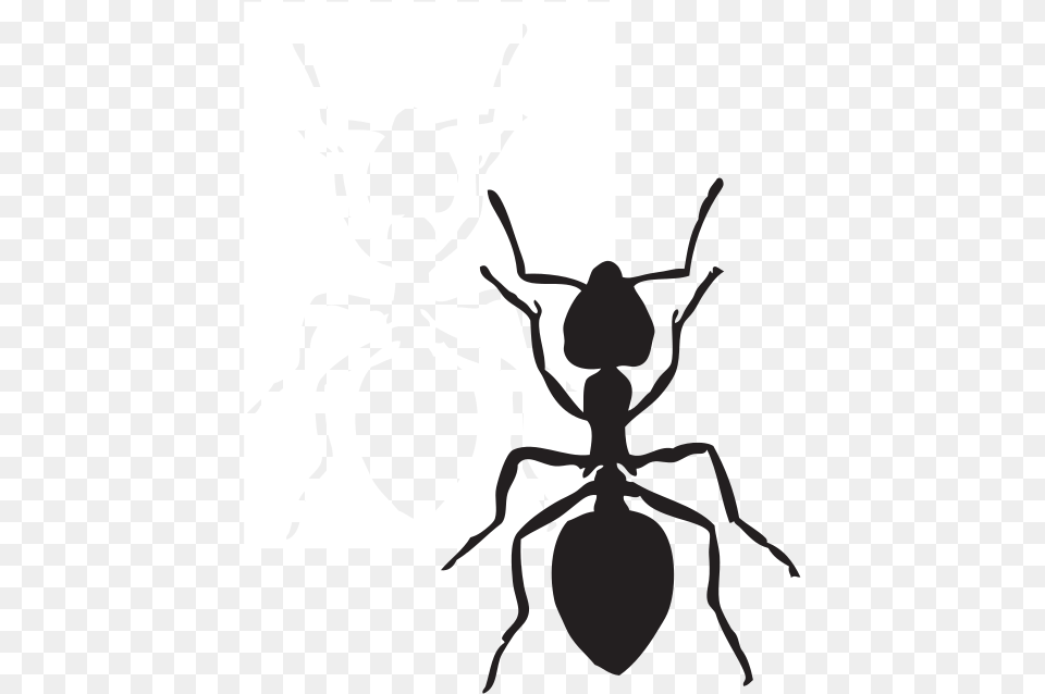 Ant Clipart, Animal, Insect, Invertebrate, Person Png Image